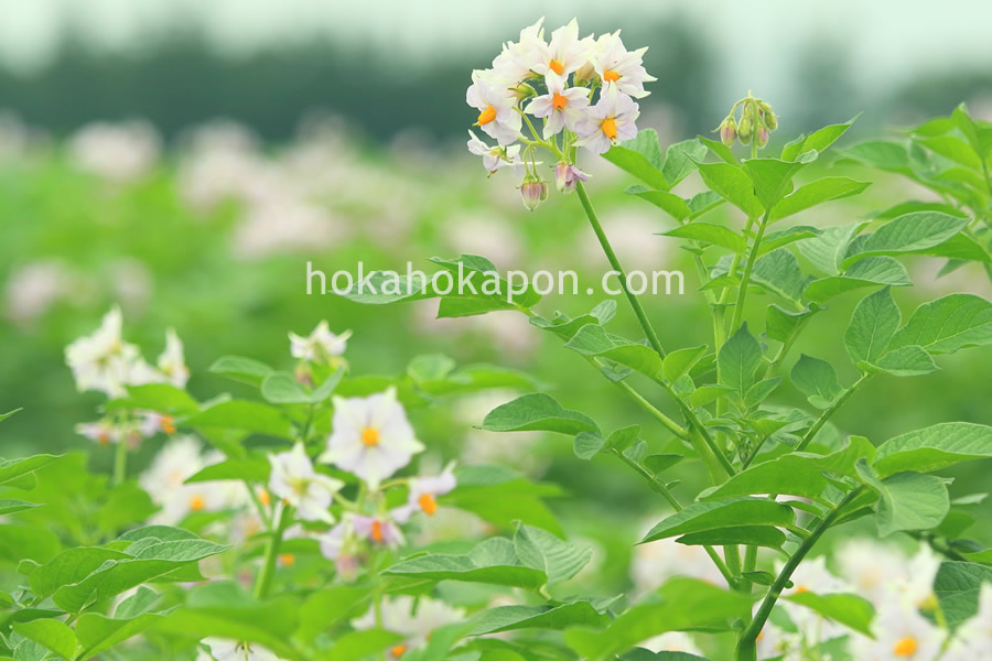ジャガイモ(馬鈴薯)花畑