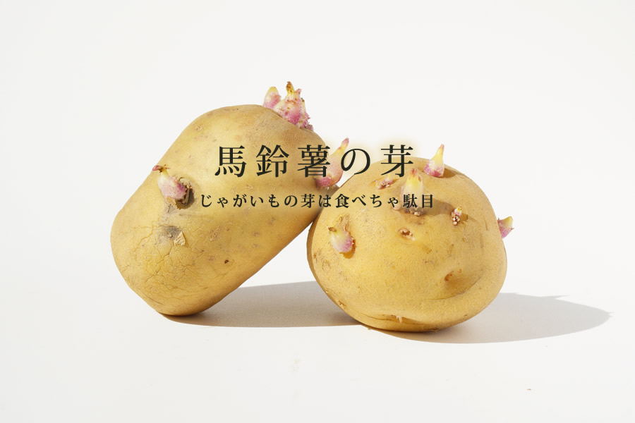馬鈴薯(ばれいしょ)じゃがいもの芽の写真