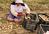 じゃがいもの名産地